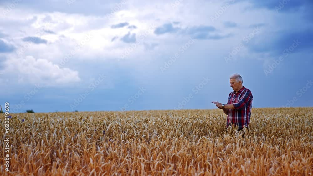 Ageing man in a checkered shirt stands in the yellow wheat field contrasting with blue sky. Farmer examines grain for ripeness. Ageing man in a checkered shirt stands in the yellow wheat field contrasting with blue sky. Farmer examines grain for ripeness.
