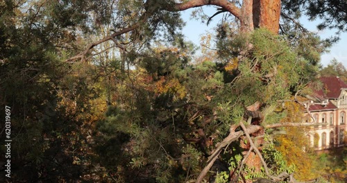 Pine tree top detail close up