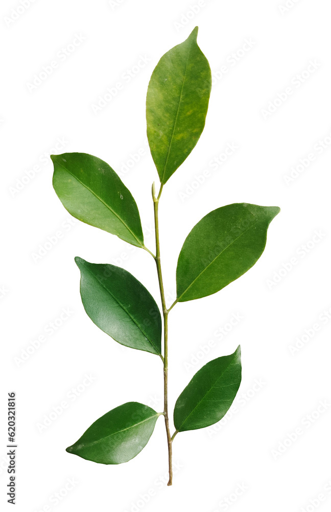 green leaves isolated on white background green leaves isolated on white background