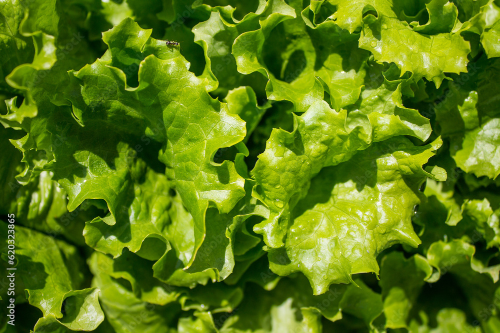 Textured organic background with space to copy - bright green lettuce leaves close-up Textured organic background with space to copy - bright green lettuce leaves close-up