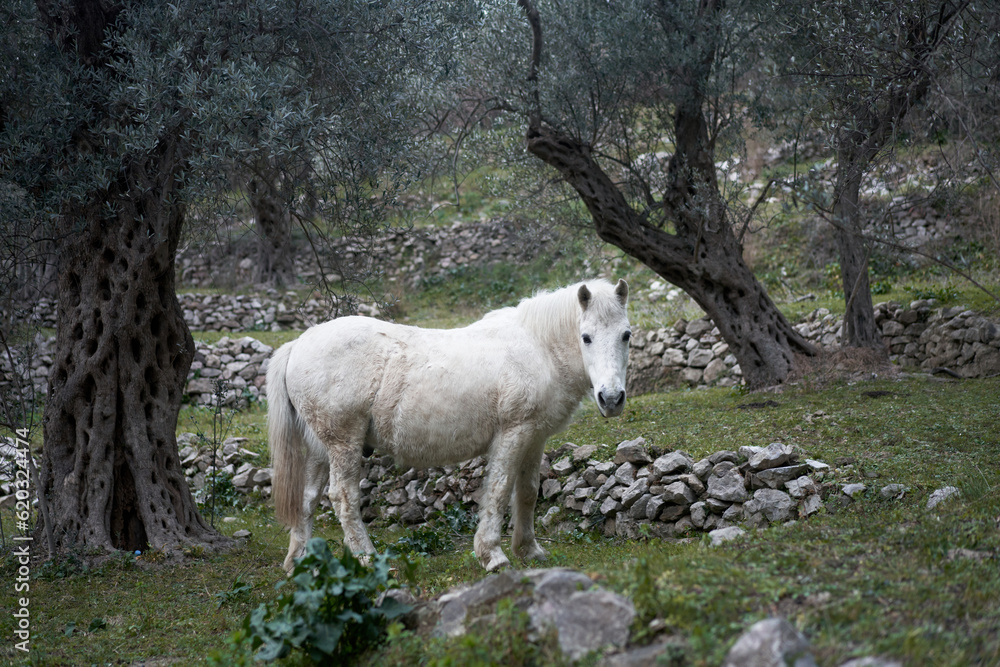 white horse in the garden. Funny animals. white horse in the garden. Funny animals.