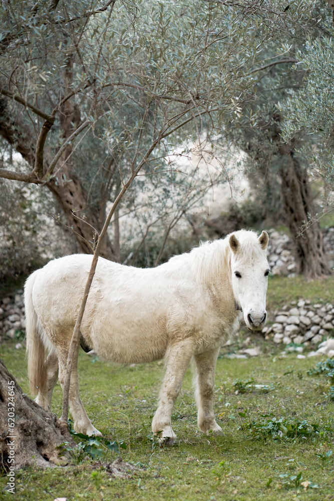 white horse in the garden. Funny animals. white horse in the garden. Funny animals.