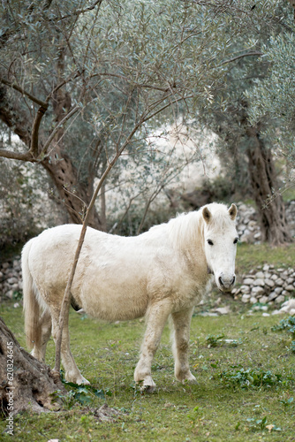 white horse in the garden. Funny animals.