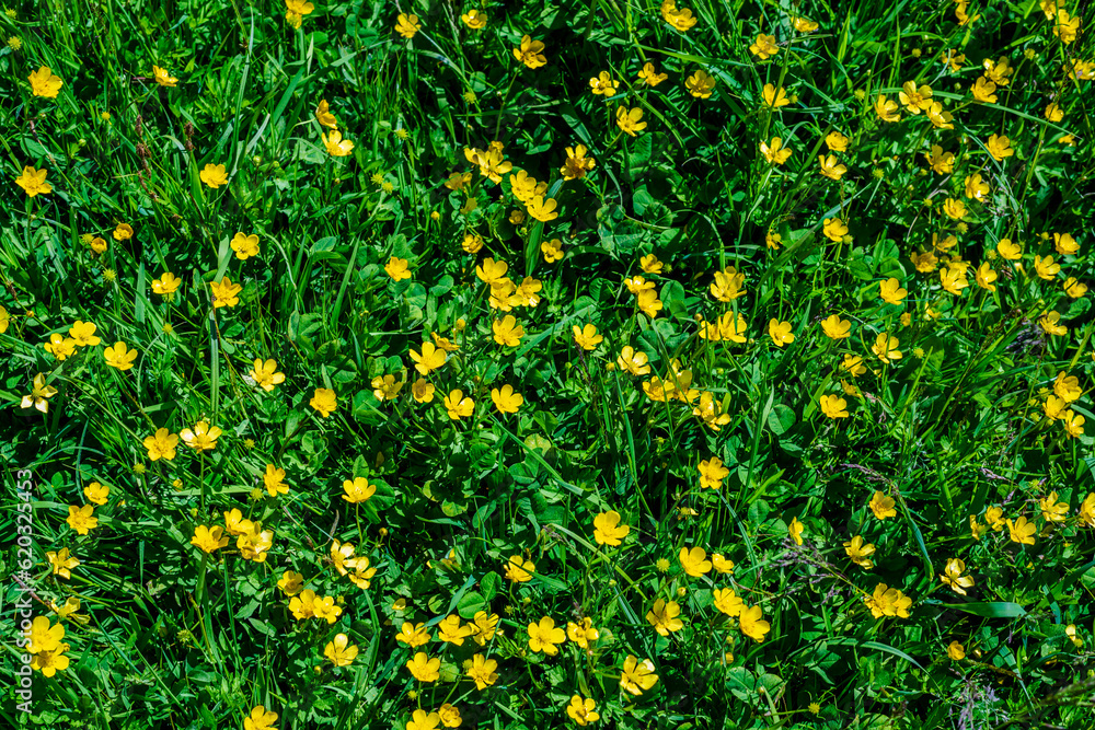 Fresh green grass and yellow flowers of a meadow.