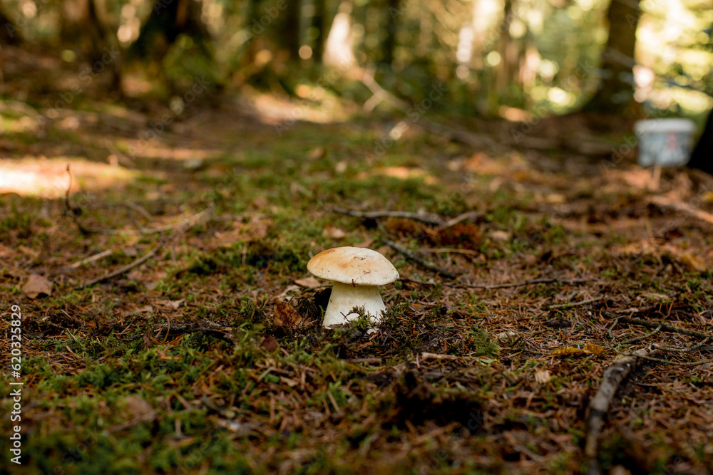 Fototapeta premium White mushrooms in the woods, on a background of leaves, bright sunlight. Boletus. Mushroom