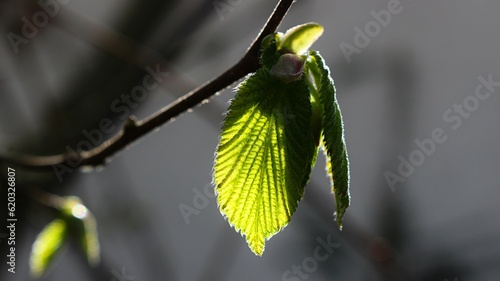 Blatt