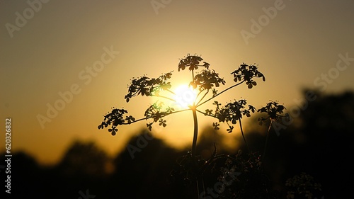 Abendsonne