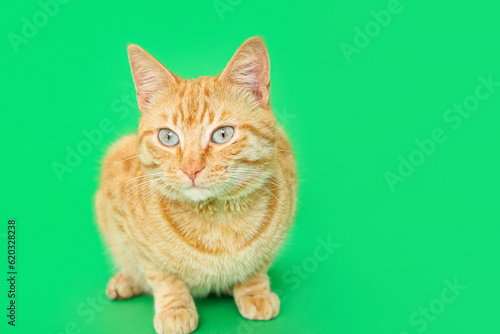 Orange tabby cat with blue ...