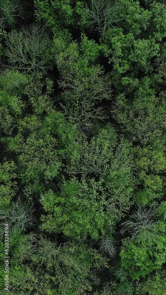 Vertical video. Forest tops background. Aerial view. Woods preservation. Captivating nature landscape of green trees crowns foliage rustling leaves. Vertical video. Forest tops background. Aerial view. Woods preservation. Captivating nature landscape of green trees crowns foliage rustling leaves.