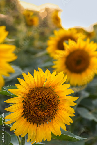 Close up shot of yellow Sunflower growing in the field