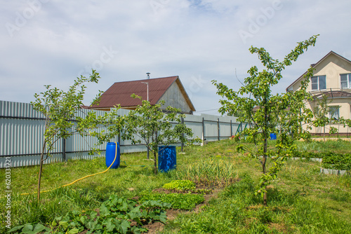 A vegetable garden with a cottage, fruit trees and beds on a green meadow on a sunny summer day in the Moscow region and a space for copying. Concept gardening and seasonal hobby