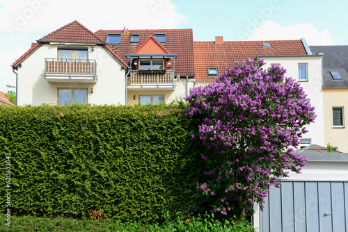 Beautiful lilac tree near buildings on spring day