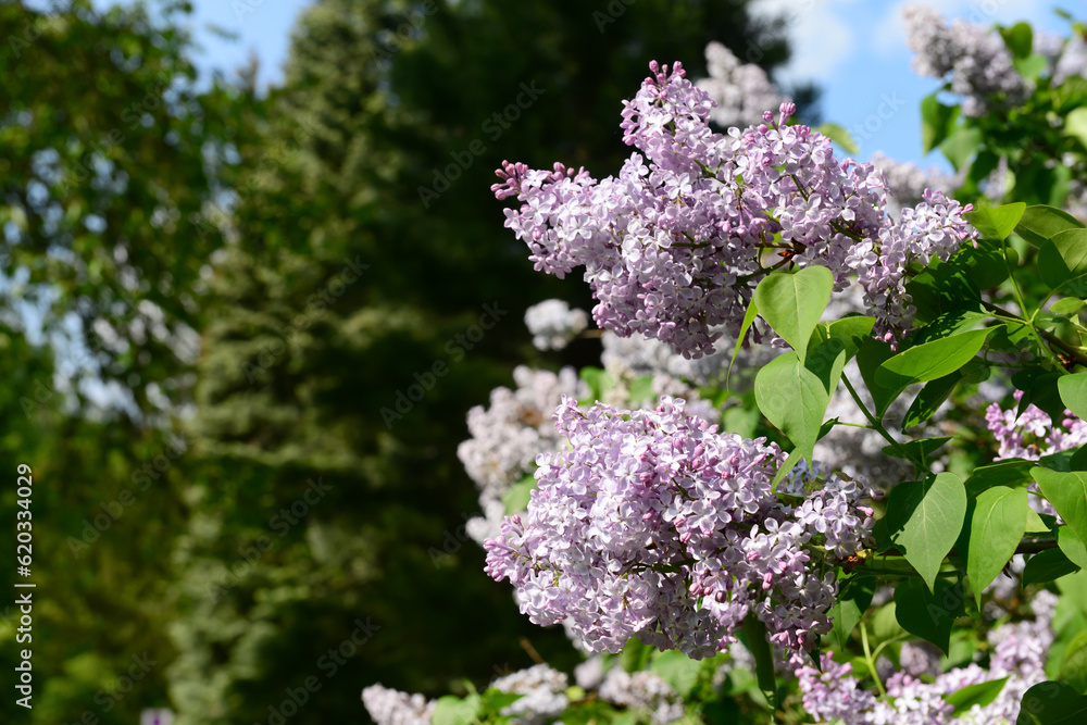Obraz premium Beautiful lilac tree on spring day