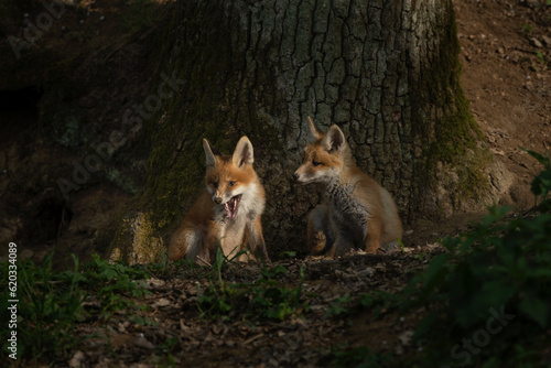 Wallpaper Mural Small red foxes are playing near the burrow. Fox in the forest. European predator in the natural habitat.  Torontodigital.ca