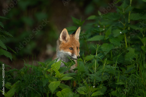 Small red foxes are playing near the burrow. Fox in the forest. European predator in the natural habitat.  © prochym