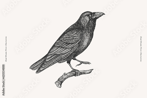 Black Raven Fototapeta