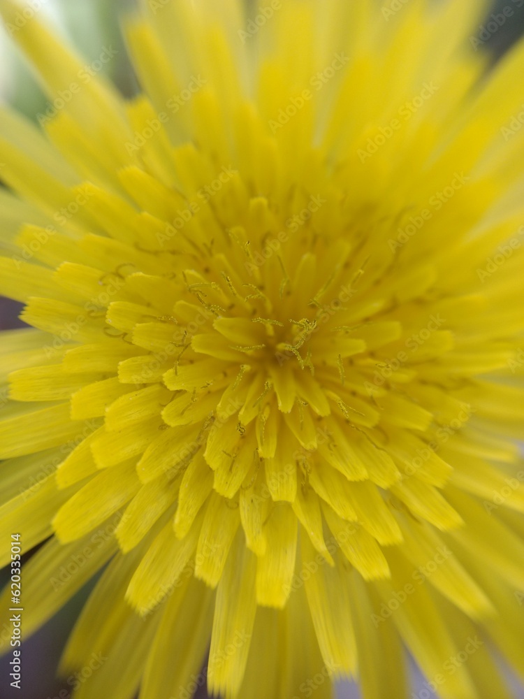 yellow flower yellow flower