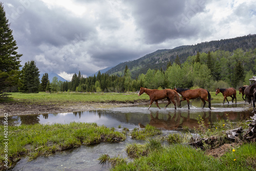 Horses Crossing Creek in the Mountains © Terri Cage 