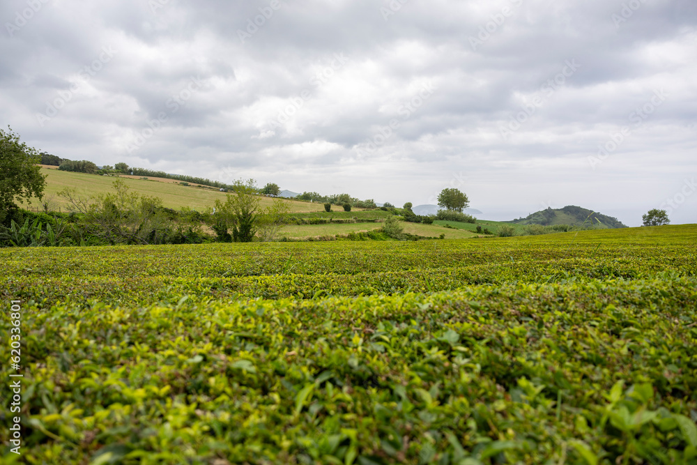 Green field with tea plantation on Gorreana Tea Factory in the island of São Miguel in the Azores.