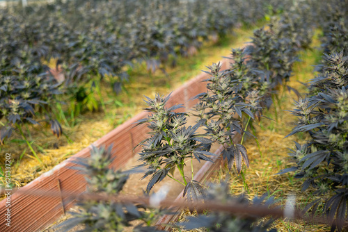 Foto Cannabis plant grown in greenhouse on a sunny day