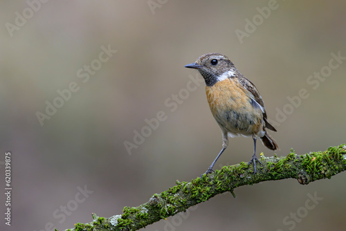 Schwarzkehlchen Saxicola torquata