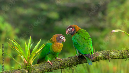 pair of brown-hooded parrot perched on a branch