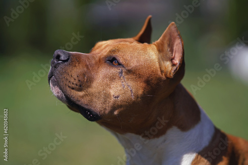 The portrait of a young red and white American Staffordshire Terrier dog with cropped ears and scars posing outdoors in summer