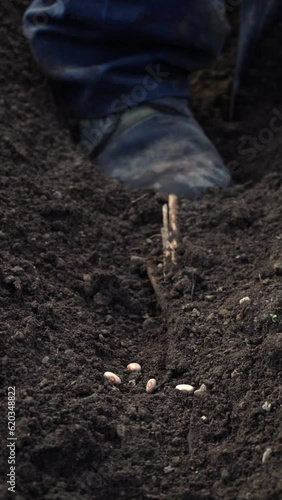 Wallpaper Mural Sustainability in the Field: Mexican Farmer Planting Beans Sustainably Torontodigital.ca