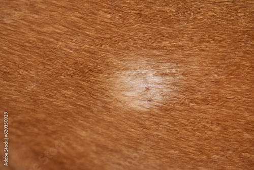 Pemphigus foliaceous on a dog's skin through a powerful photo, revealing the blistering rash, flaky skin, and inflammatory lesions of this autoimmune canine skin disorder. photo