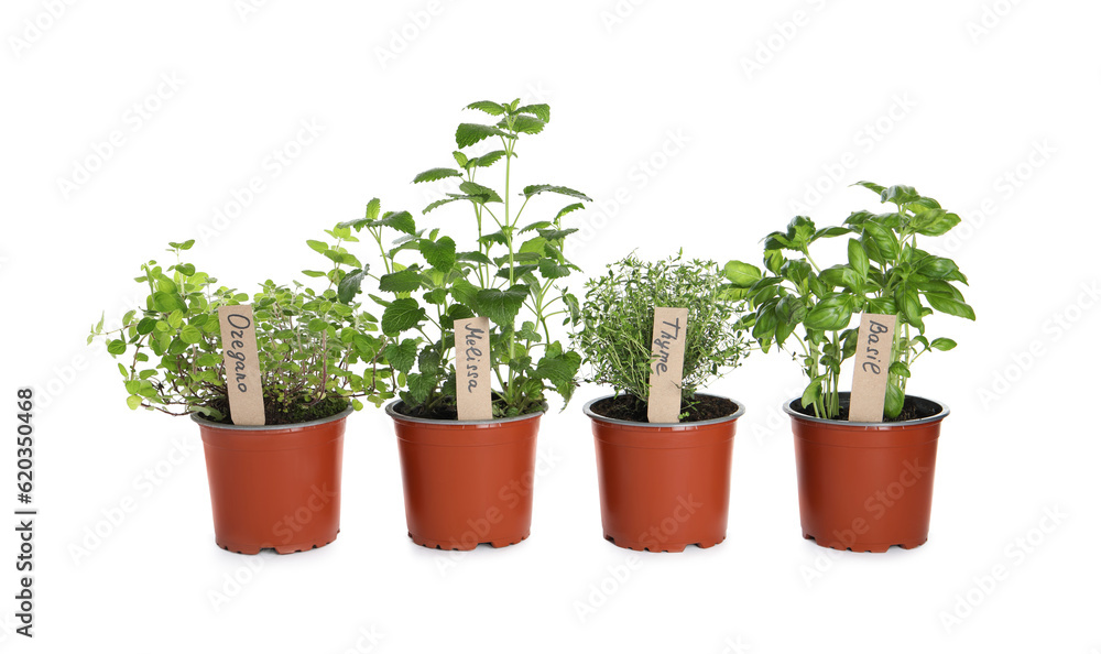 Different aromatic potted herbs isolated on white Different aromatic potted herbs isolated on white