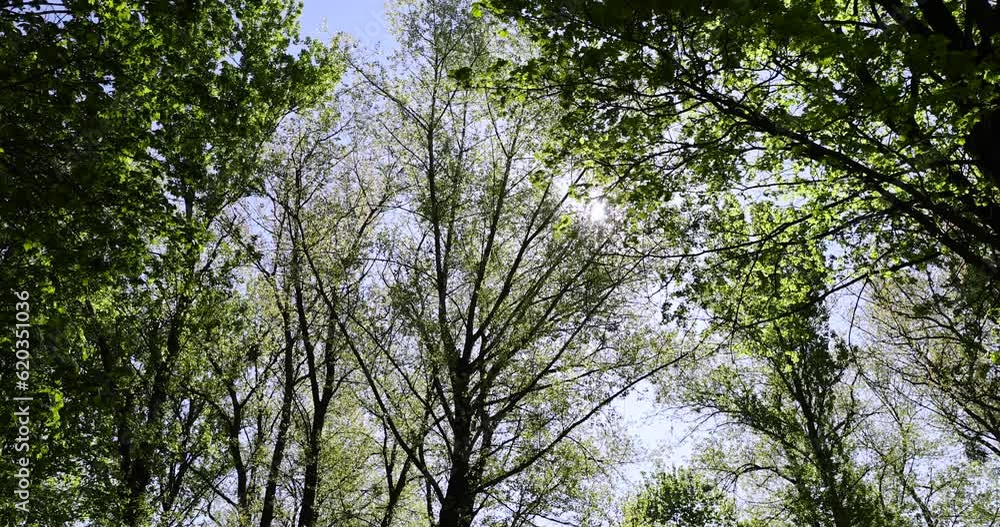 deciduous trees in the spring season in sunny weather, tall trees with green foliage in the spring season deciduous trees in the spring season in sunny weather, tall trees with green foliage in the spring season