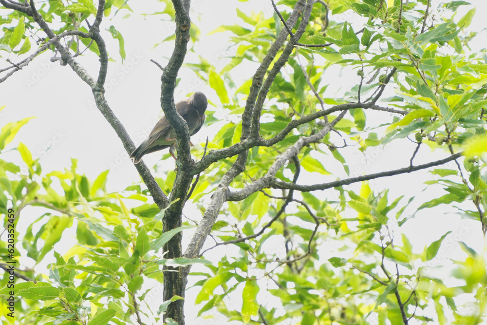 starling bird is perched starling bird is perched