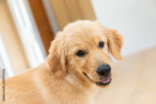 ゴールデンレトリバー golden retriever