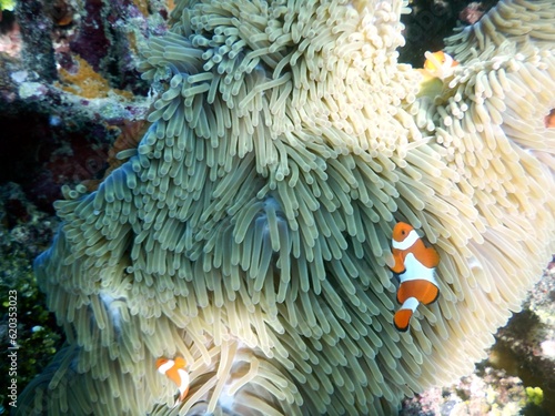 A photo of orange nemo clown fish and its beautiful anemone. Bright orange nemo clown fish living on the tropical coral reef. The underwater world of Raja Ampat sea, West Papua, Indonesia. photo