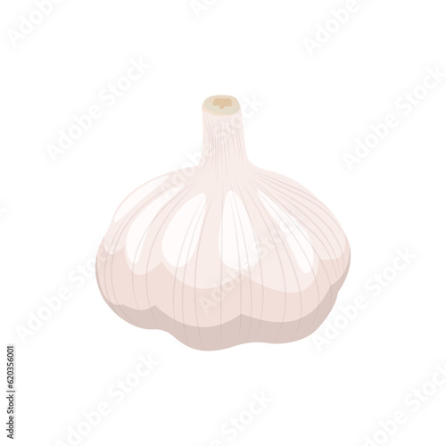 Vector illustration of sliced garlic, garlic clove, garlic bulb in cartoon flat style design isolated on white background. Vegetable icon for business and education element design.