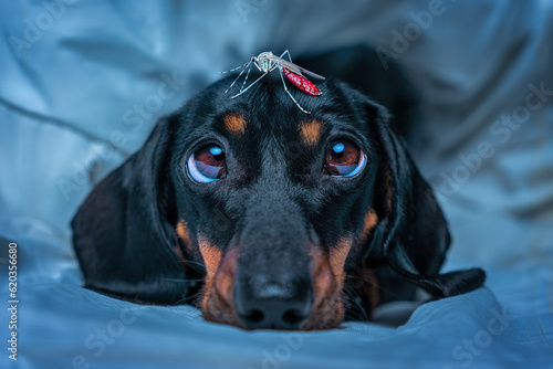 Exhausted by sleepless night, dog dachshund lies on blanket looks up, mosquito drunk with blood sits on head of puppy. Insect bite, disease annoying mosquito in room Dyphrosis, protecting pets 