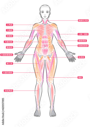 女性　全身筋肉　前面　表層