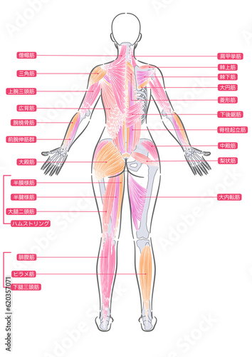 女性　全身筋肉　背面