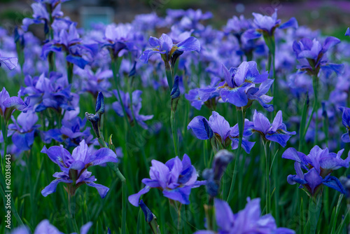 Delicate blue iris flowers on a flower bed in the park. Blooming irises field. Beautiful nature background. flower bed with iris flowers close-up shot with selective focus.