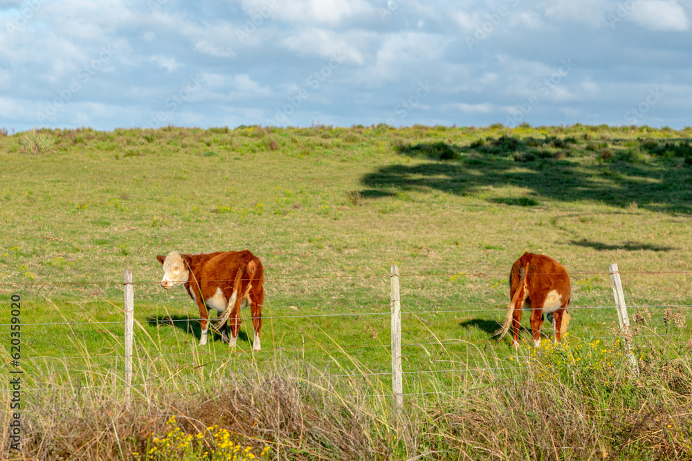 Cow in the natural field on a sunny day in Uruguay. Cow in the natural field on a sunny day in Uruguay.