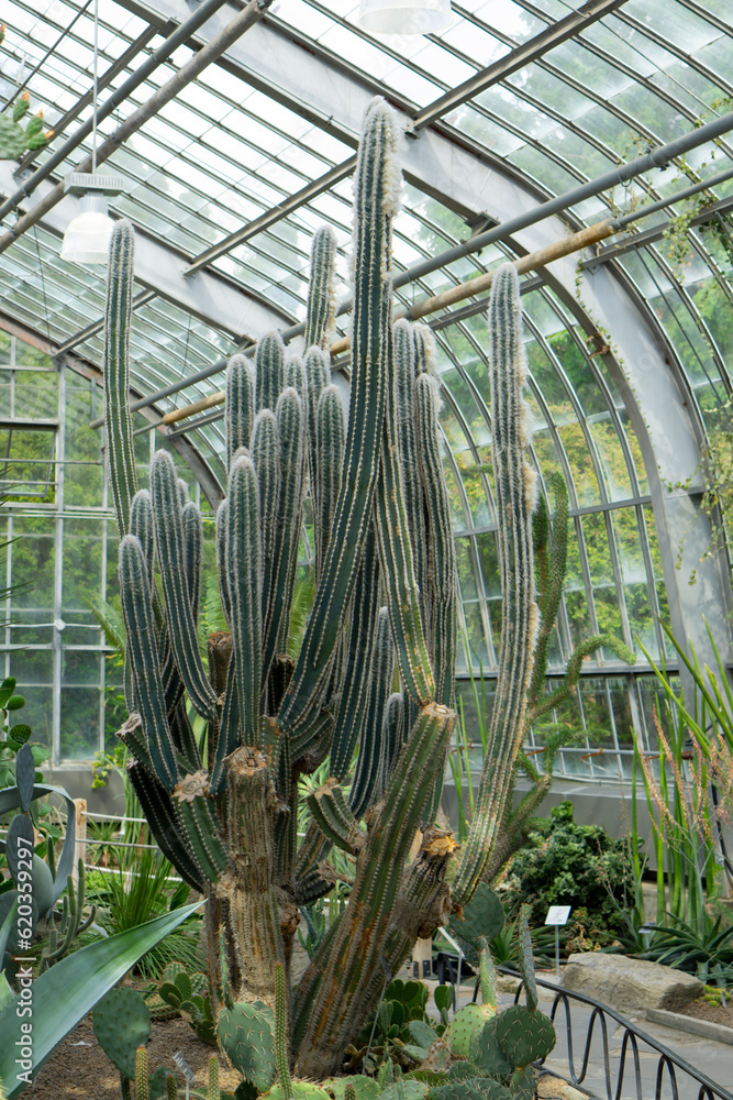 15.05.2023 Montreal, Canada.Cactus garden greenhouse in the Montreal Botanical Garden in the autumn, Province of QuebecBotanical Garden: The Orchids and Aroids Greenhouse. 15.05.2023 Montreal, Canada.Cactus garden greenhouse in the Montreal Botanical Garden in the autumn, Province of QuebecBotanical Garden: The Orchids and Aroids Greenhouse.
