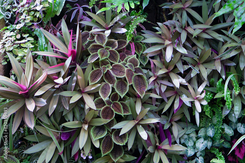Fotografia Pilea mollis plant green wall