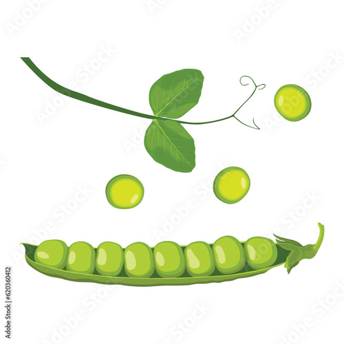 Vector illustration set of green pea vegetable icon. Drawing pea in cartoon flat style. The end of the pod of green peas. Element for packaging and menu design. Isolate on a white background. 