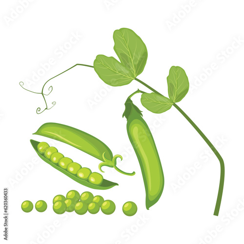 Vector illustration set of green pea vegetable icon. Drawing pea in cartoon flat style. The end of the pod of green peas. Element for packaging and menu design. Isolate on a white background. 