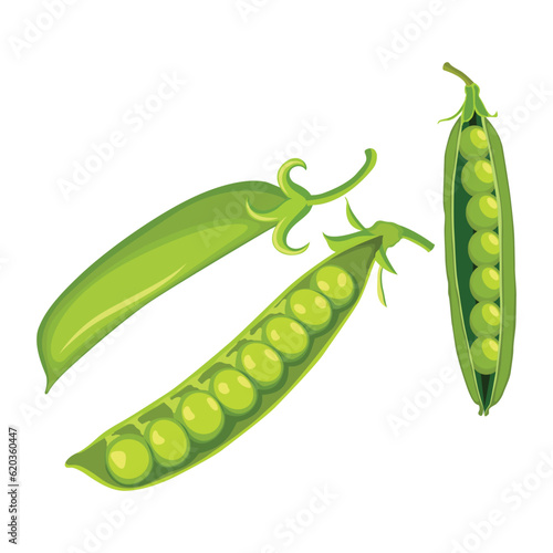Vector illustration set of green pea vegetable icon. Drawing pea in cartoon flat style. The end of the pod of green peas. Element for packaging and menu design. Isolate on a white background. 