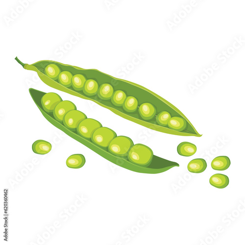 Vector illustration set of green pea vegetable icon. Drawing pea in cartoon flat style. The end of the pod of green peas. Element for packaging and menu design. Isolate on a white background. 