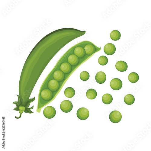 Vector illustration set of green pea vegetable icon. Drawing pea in cartoon flat style. The end of the pod of green peas. Element for packaging and menu design. Isolate on a white background. 