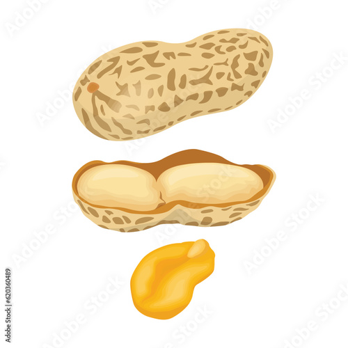 Vector illustration of peanut icon in cartoon flat style. Natural peanut food fat protein for healty life. Drawing nut for menu packaging advertising. Isolated on white background.