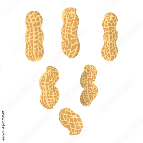 Vector illustration of peanut icon in cartoon flat style. Natural peanut food fat protein for healty life. Drawing nut for menu packaging advertising. Isolated on white background.