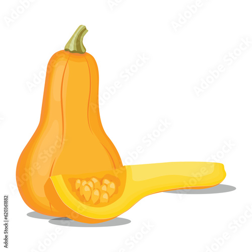Vector illustration of butternut squash or butternut pumpkin whole and cut in half. Cartoon ripe yellow squash, pumpkin vegetable. Harvest or crop for Thanksgiving Day celebration, fresh veggies